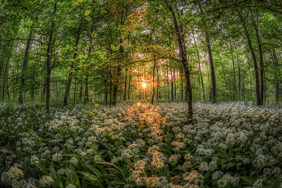 Flower Photograph - Wild Garlic Meadow by Mountain Dreams