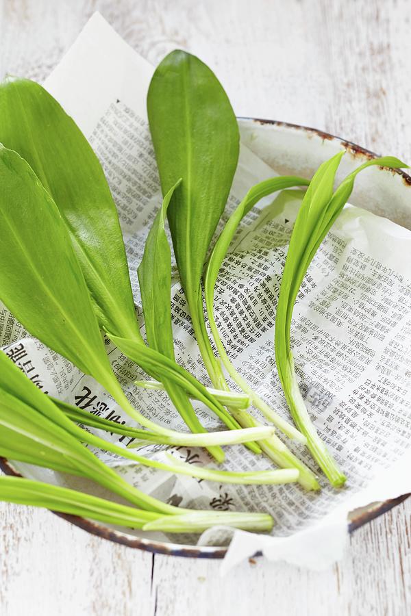Lily Photograph - Wild Garlic On A Sheet Of Asian Newspaper by Sabrina Sue Daniels