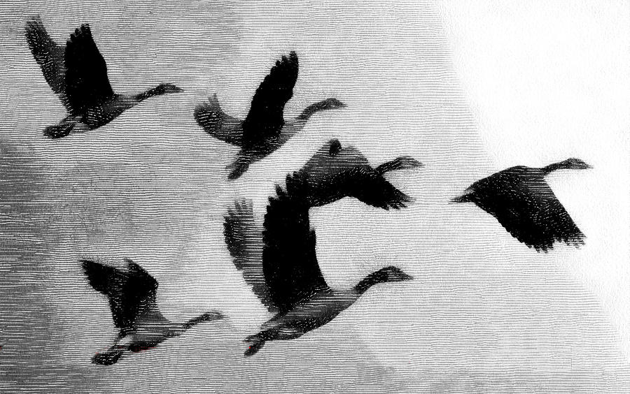 Wild Geese Digital Art by Robert Bissett