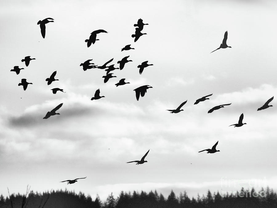 WIld Geese Silhouette Photograph by Scott Cameron