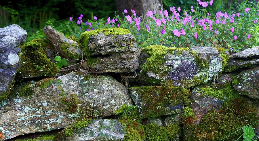 Wild Gereniums And Stone Wall Photograph by Alida M Haslett
