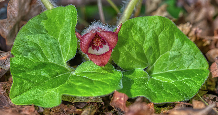 wild ginger wild ginger