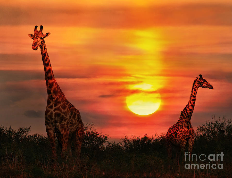 Wild Giraffes In The Savannah At Sunset Photograph By Byelikova Oksana