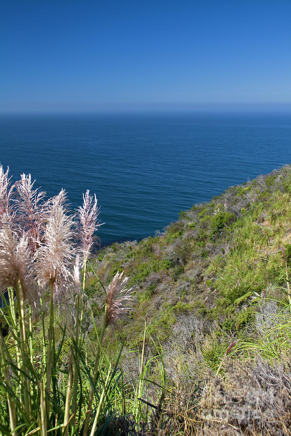Wild Grass And Ocean View Photograph