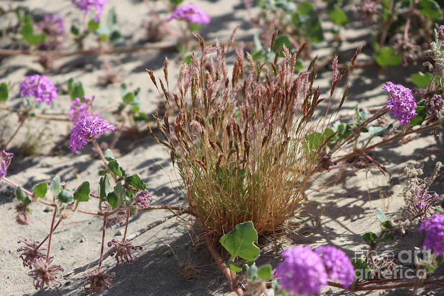 Wild Grass And Purple Verbena At Coachella Wildlife Preserve Photograph