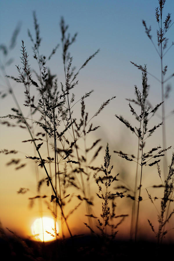 Wild Grass Herbs In Sunset Back Light Photograph by Frdric Jacquet