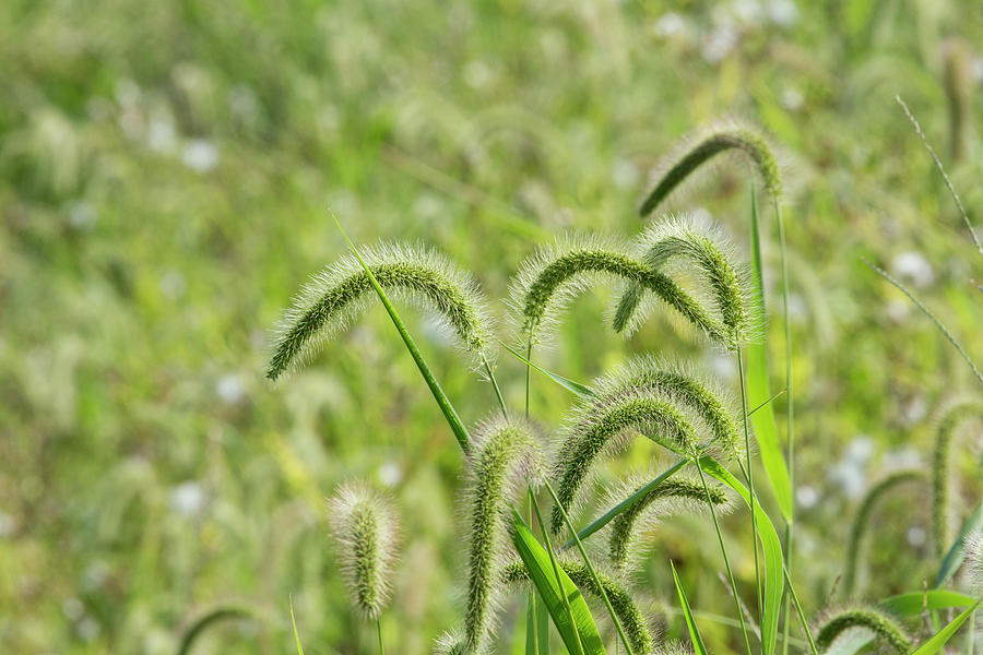 Wild Grass by Karol Livote Wild Grass by Karol Livote