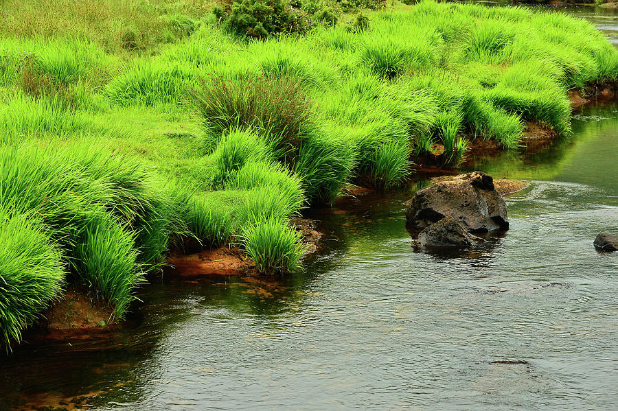 Wild Grass On The Bank Of A Small Stream At Streamstown, County Galway, Ireland Photograph by Torsten Rathjen