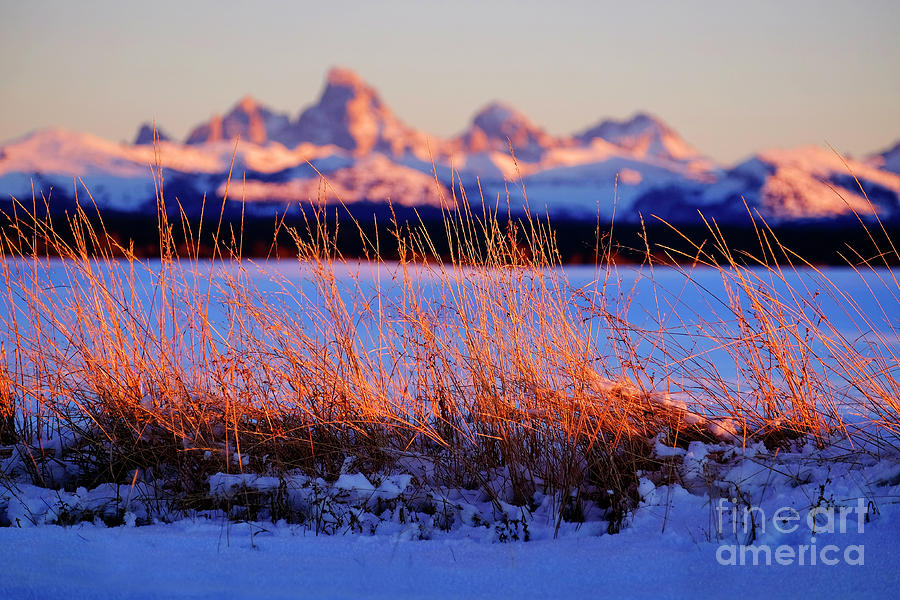 Wild Grass Weeds Sunset Tetons Teton Mountains in Background Bea Photograph by Lane Erickson