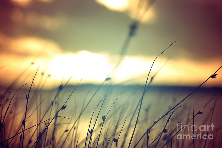 Serenity Photograph - Wild Grasses At Golden Summer Sunset by Cienpies Design Serenity Photograph - Wild Grasses At Golden Summer Sunset by Cienpies Design