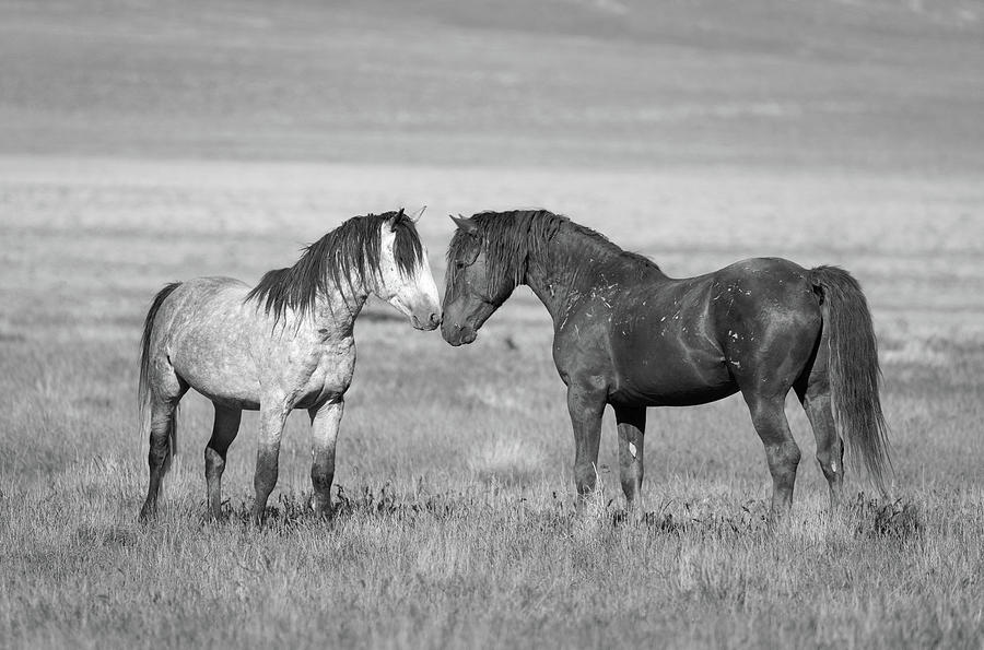 Horse Photograph - Wild Greeting Black and White by Darlene Smith