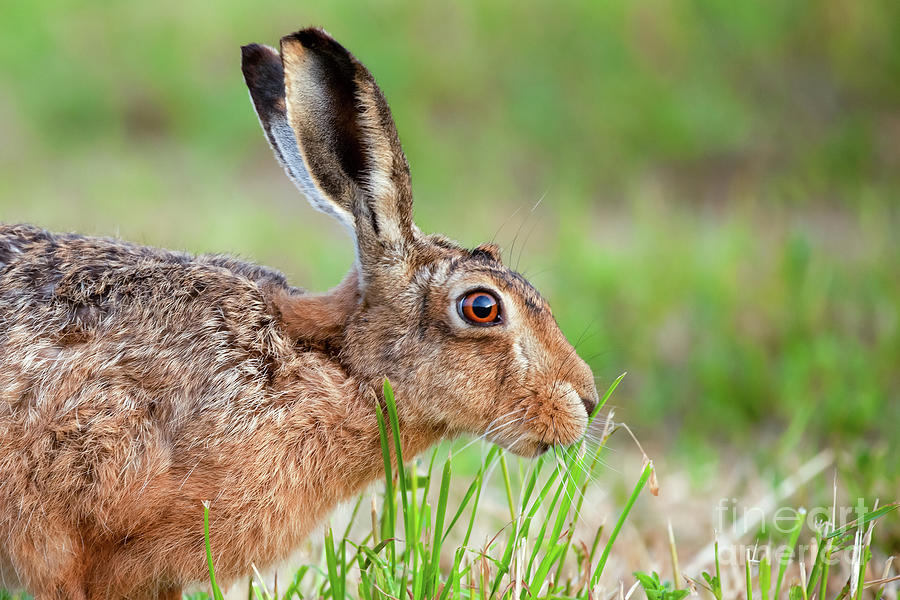 Norfolk wild hare close up eating grass in England Photograph by Simon Bratt