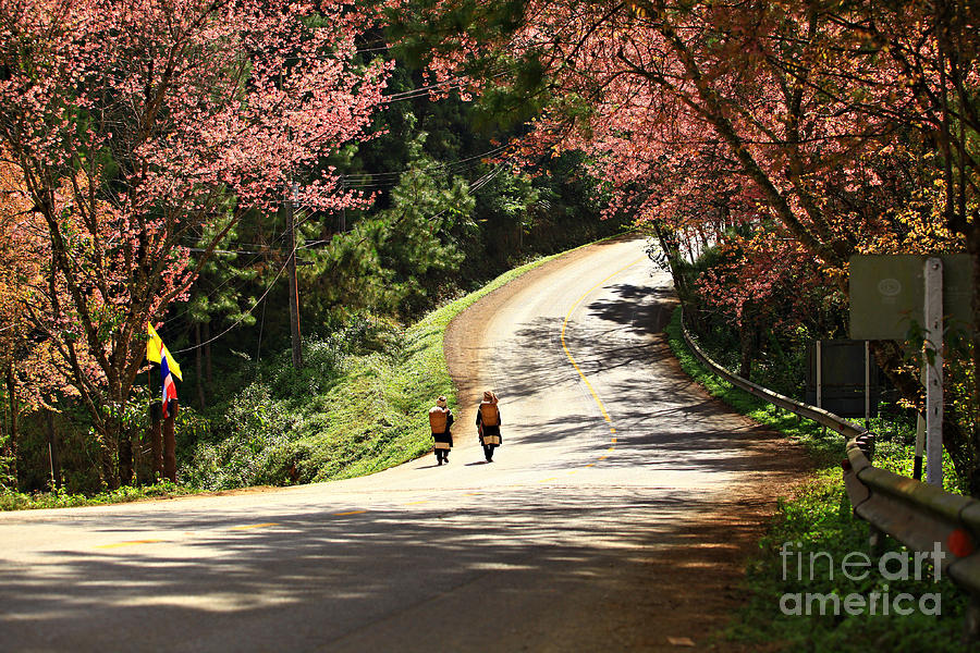 Beauty Photograph - Wild Himalayan Cherry Landscape In Doi by Kosin Sukhum Beauty Photograph - Wild Himalayan Cherry Landscape In Doi by Kosin Sukhum