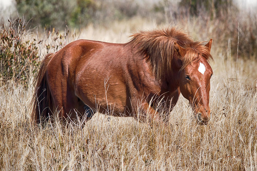 Wild Horse #04H04 Photograph by Susan Yerry