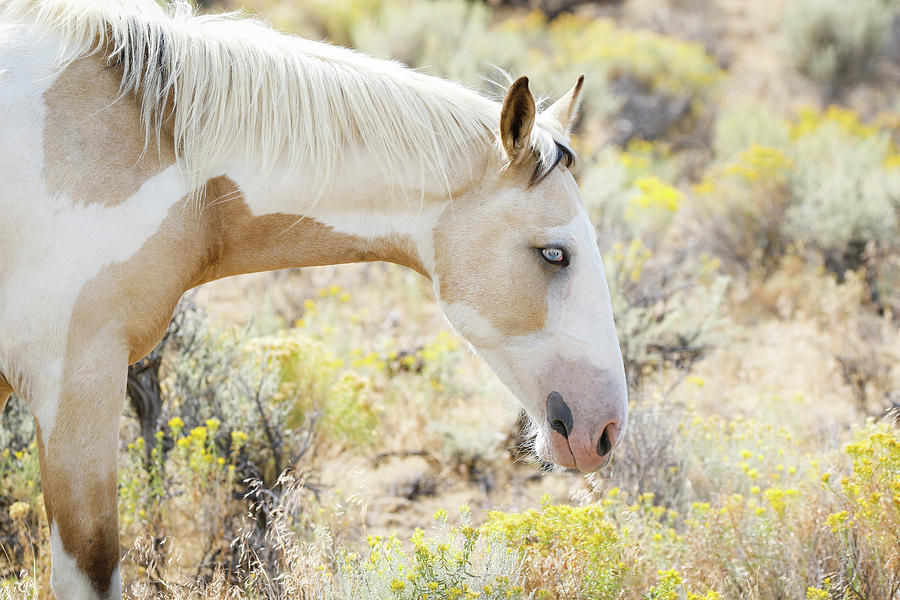 Wild Horse And Flowers Photograph