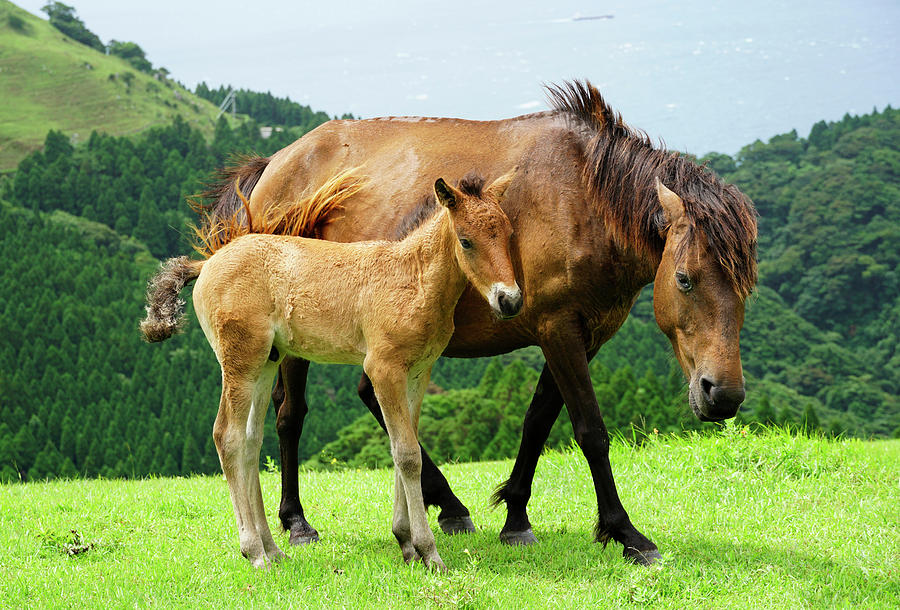 Wild Horse And Foal At Cape Toi Photograph by Hiroya Minakuchi