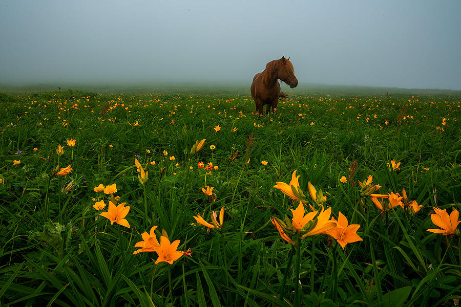 Horse Photograph - Wild Horse And Wild Lillies by Alexey Kharitonov
