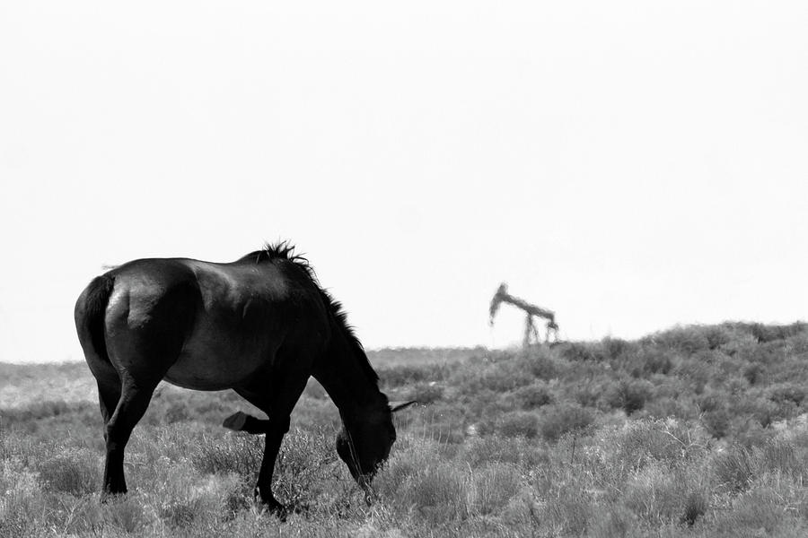 Wild Horse at Aneth Photograph by Jonathan Thompson