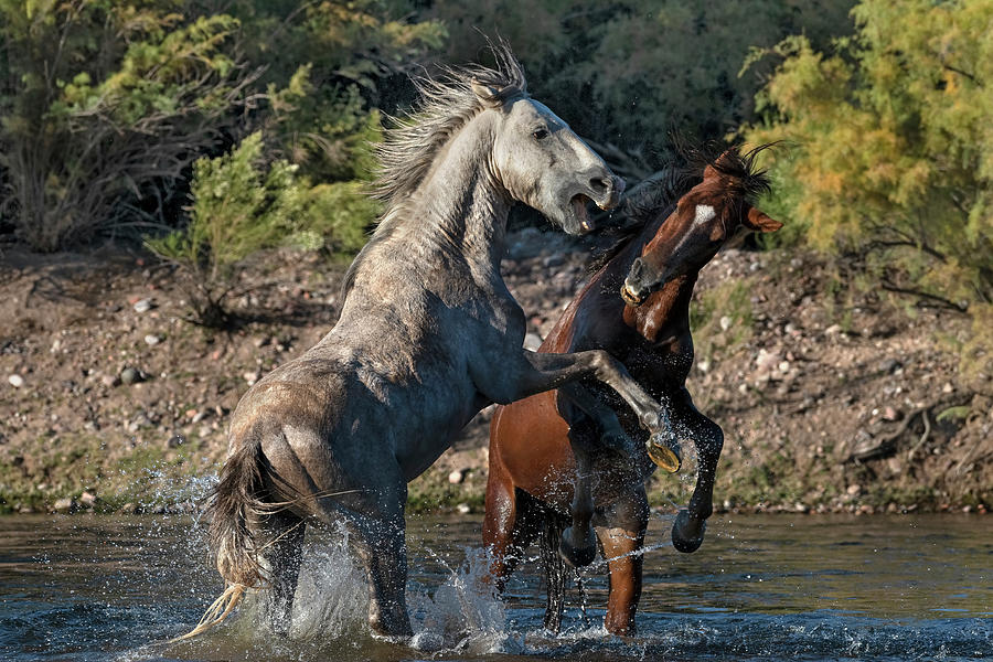 Wild Horse Attack. Photograph by Paul Martin
