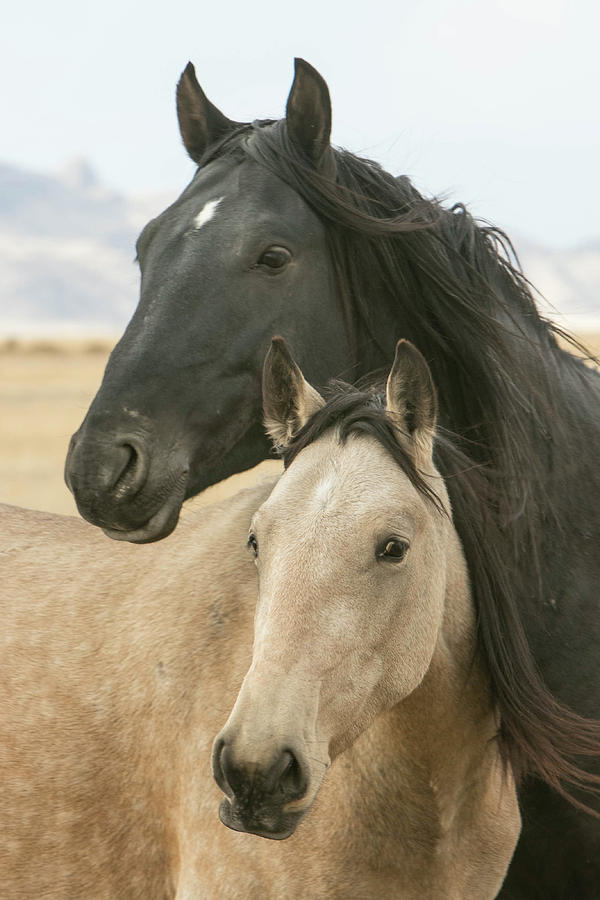 Wild Horse Bonds Photograph by Kent Keller
