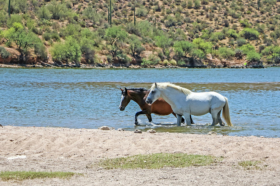 Wild Horse Couple Photograph by Dawn Richards