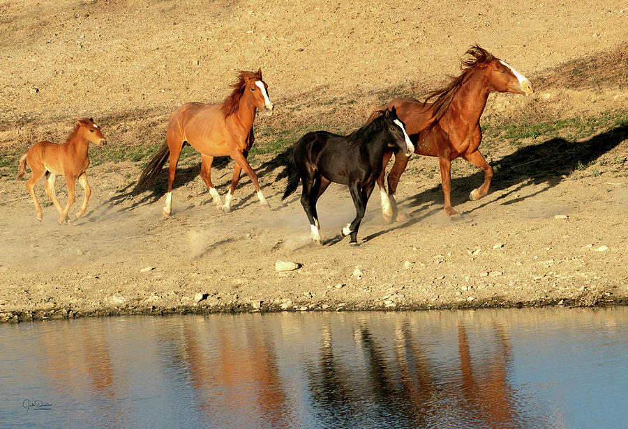 Wild Horse family reflected in pond Photograph by Judi Dressler