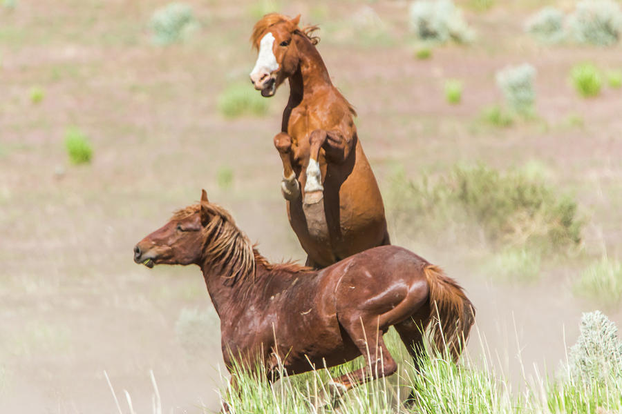 Wild Horse Fight II Photograph by Marc Crumpler