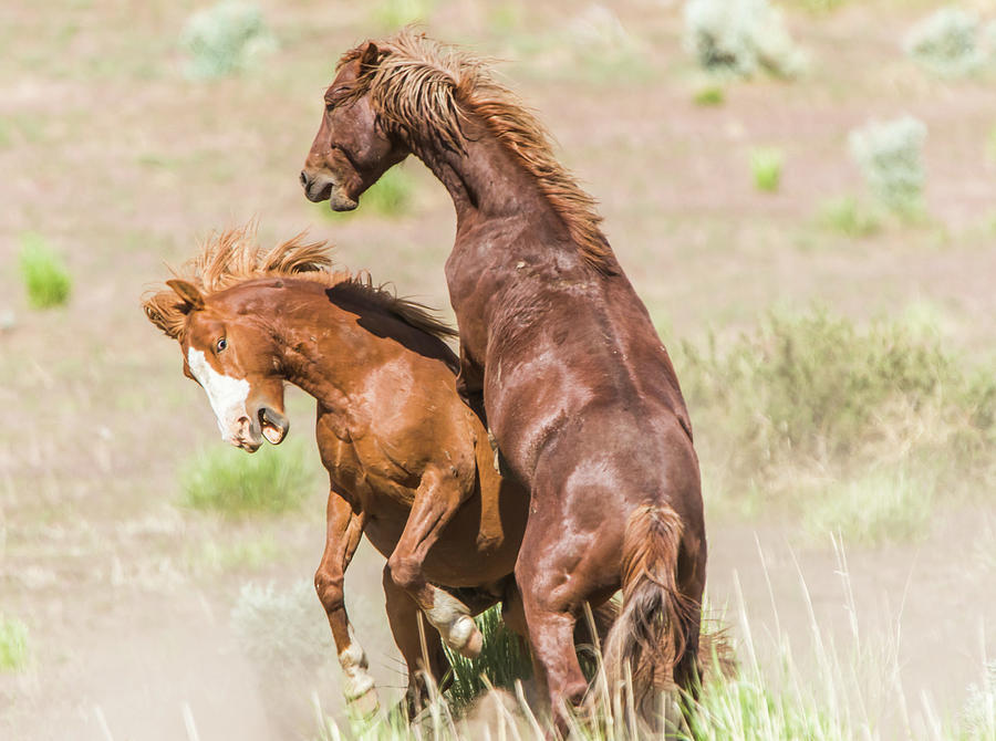 Wild Horse Fight III Photograph by Marc Crumpler