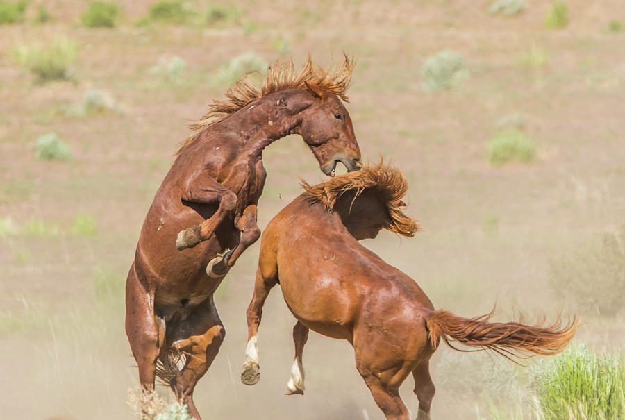 Wild Horse Fight IV Photograph by Marc Crumpler