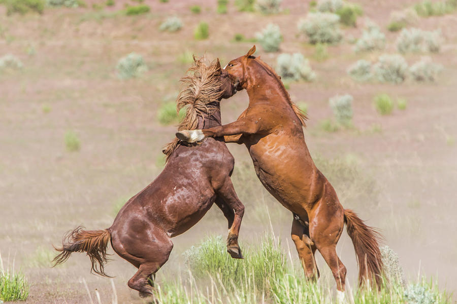 Wild Horse Fight Photograph by Marc Crumpler