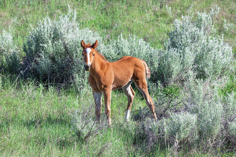Wild Horse Foal Photograph by Todd Klassy