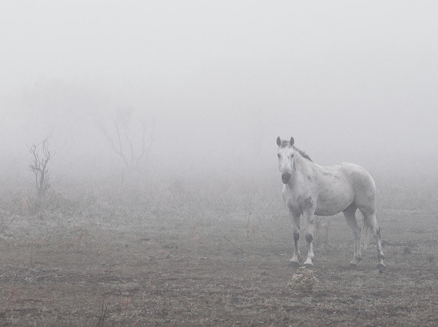 Wild Horse Fog Photograph by See It In Texas