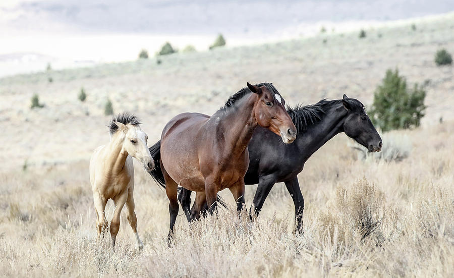 Wild Horse Herd II Photograph by Athena Mckinzie | Fine Art America