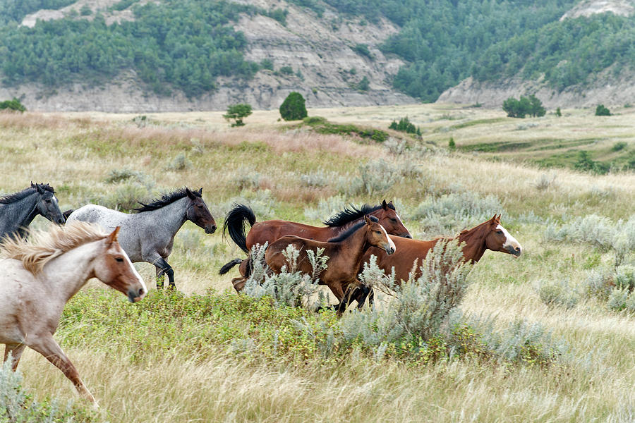 Wild Horse Herd Stampeding Photograph by Mark Newman - Fine Art America