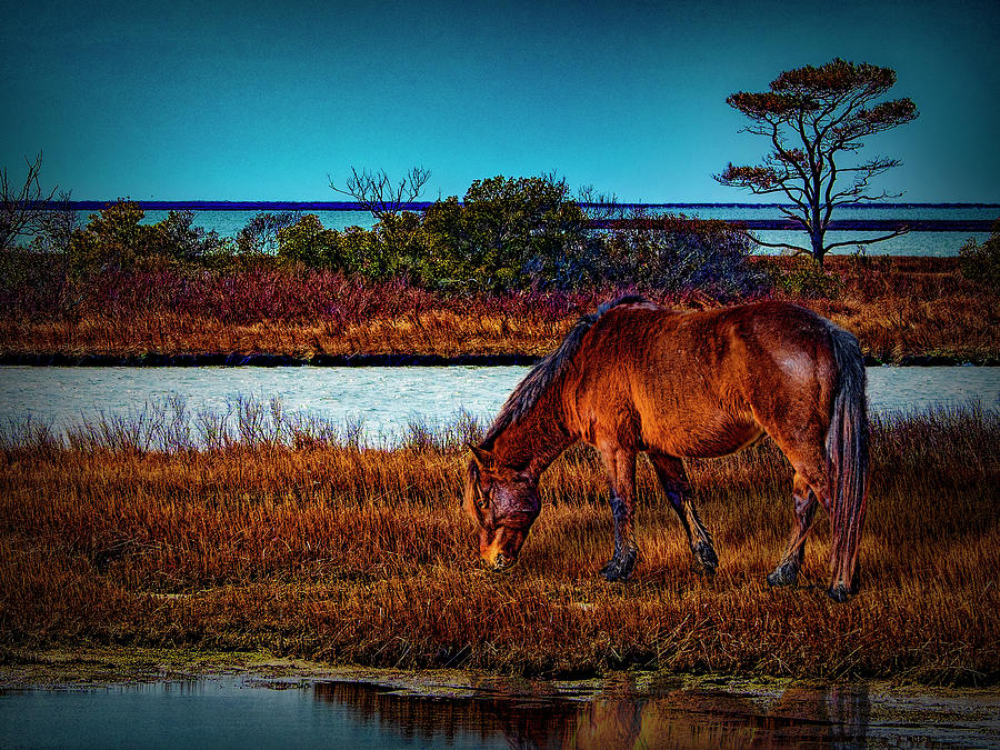 Wild Horse II Photograph by Paul Wear