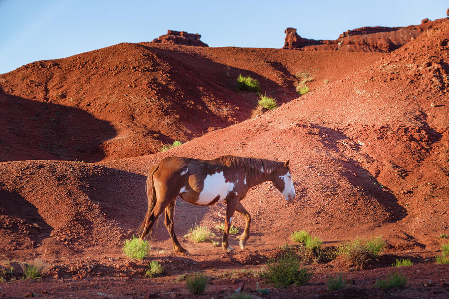 Wild Horse In Monument Valley, Arizona Photograph by Deimagine