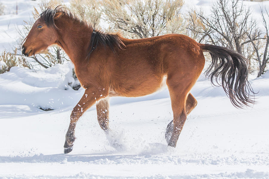 Wild Horse in the Snow Photograph by Marc Crumpler