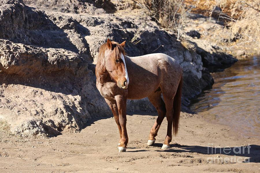 Wild Horse Photograph by Kate Purdy