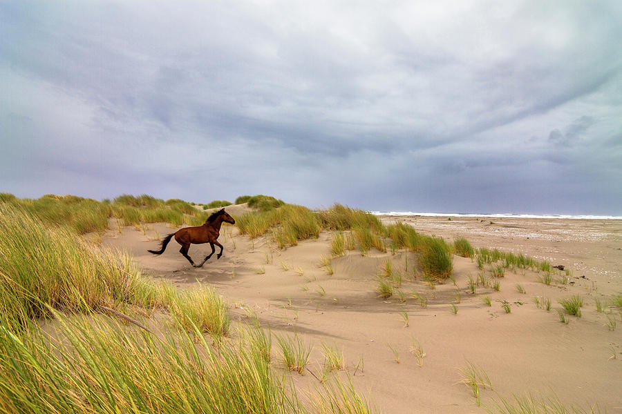 Wild Horse On Beach Digital Art by Ugo Mellone