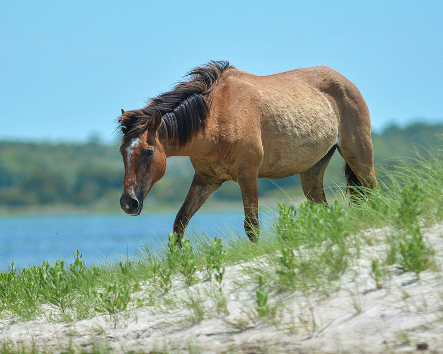 Wild Horse on the Beach by Dave Hilbert Wild Horse on the Beach by Dave Hilbert
