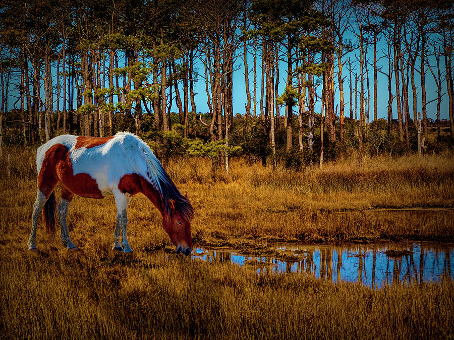 Wild Horse Photograph by Paul Wear