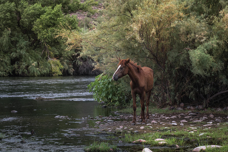 Horse Photograph - Wild horse by Ralph Vazquez