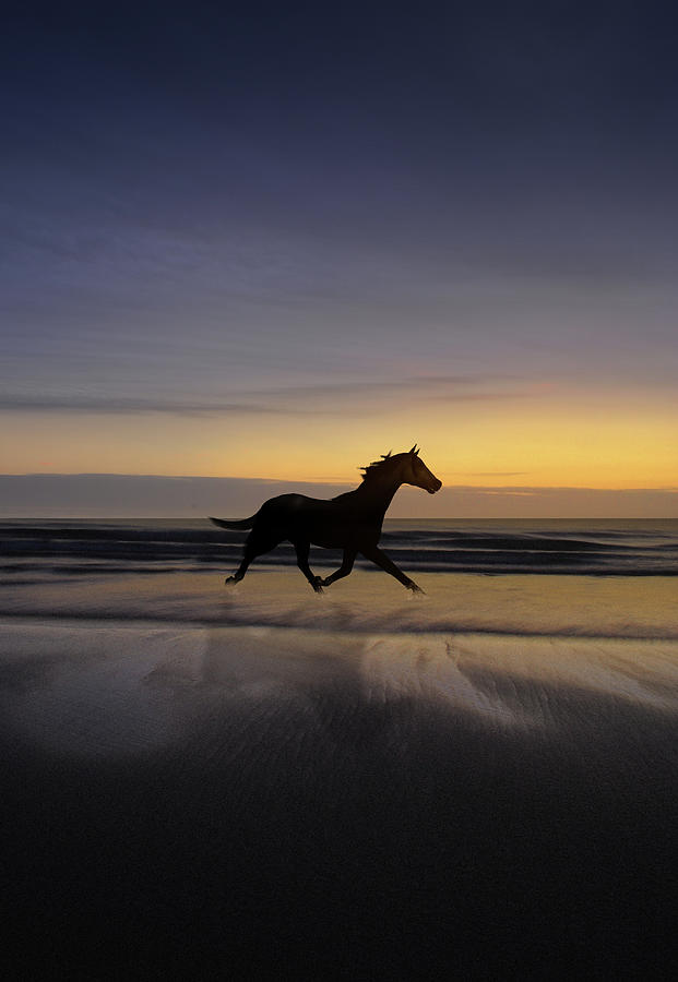horse running on the beach