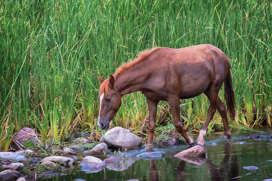 Horse Photograph - Wild Horse Salt River by Dave Dilli