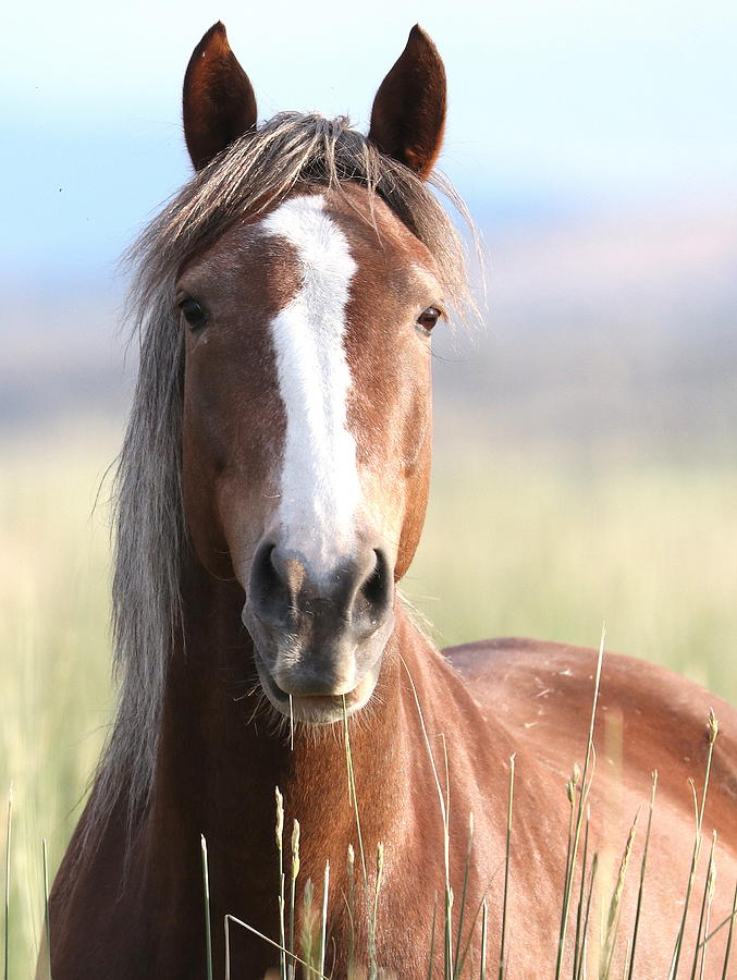 Wild Horse Shelby Pyrography by Cheryl Broumley | Fine Art America