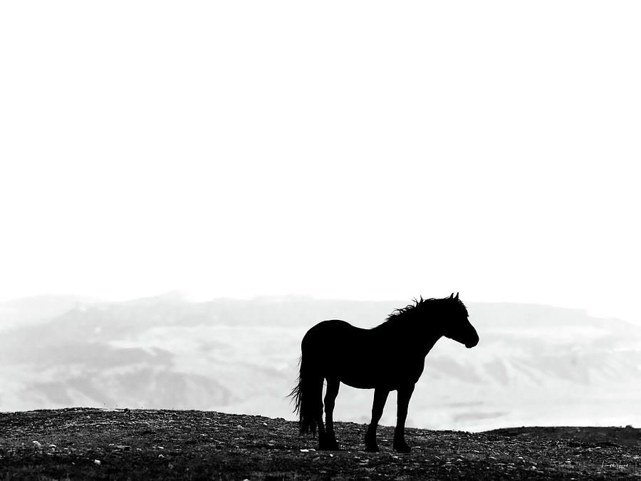 horse silhouette photography