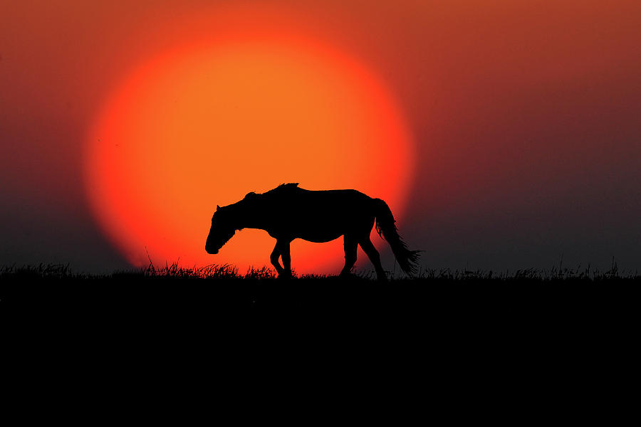 Wild horse walking in front of sun  paintography Photograph by Dan Friend