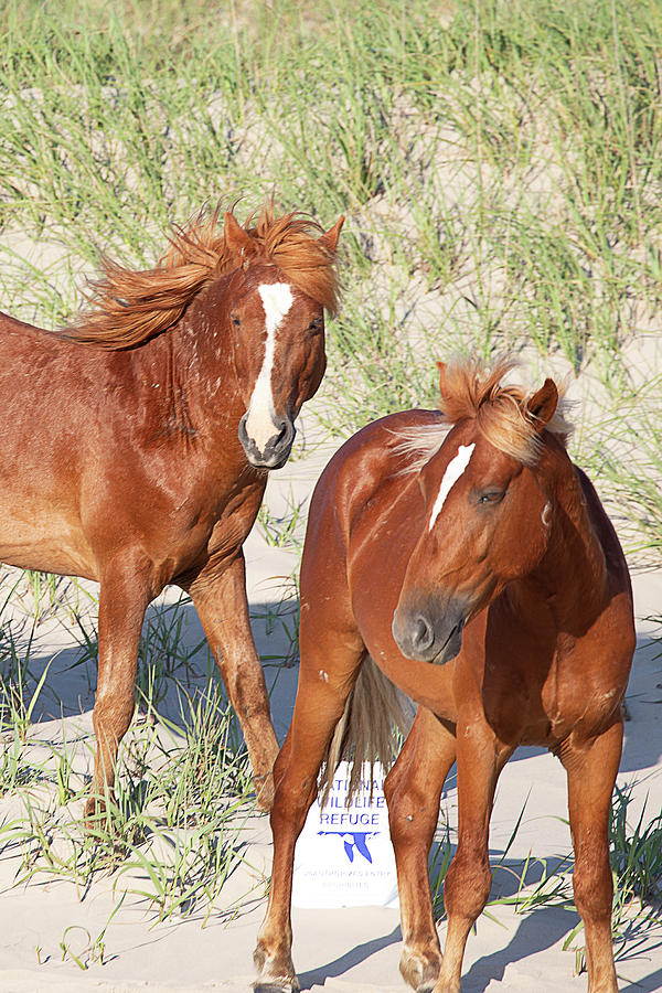 Wild Horses 117 by David Stasiak Wild Horses 117 by David Stasiak