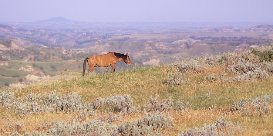 Wild Horse Photograph - Wild Horses 14 by Gordon Semmens