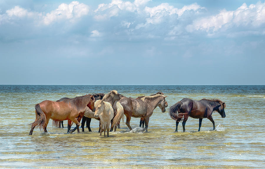 Wild Horses #1719 Photograph by Susan Yerry